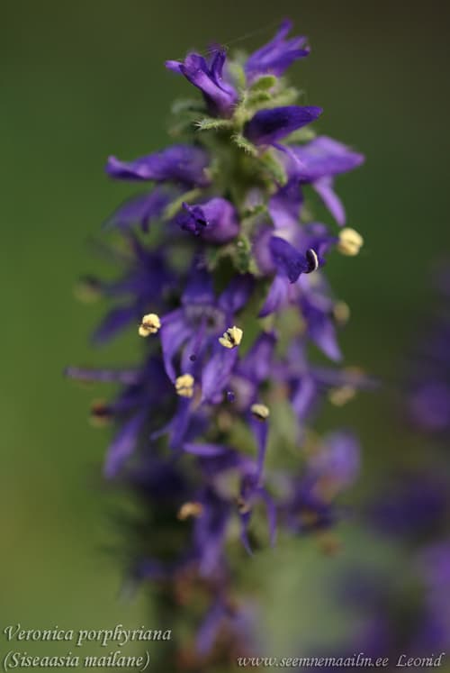 Veronica porphyriana